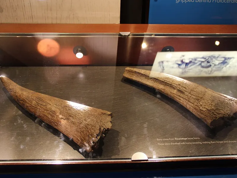 Two long, pale fossil horn cores lying in a museum case