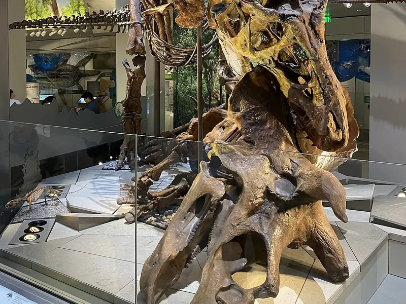 A T. rex skeleton standing over a fallen Triceratops skeleton in the Smithsonian’s fossil hall