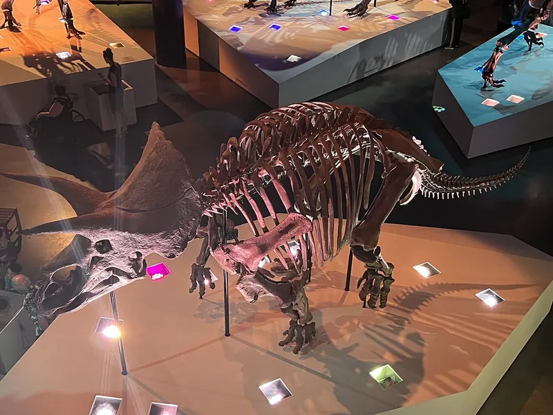 A Triceratops skeleton seen from above, showing the wide frill behind the head