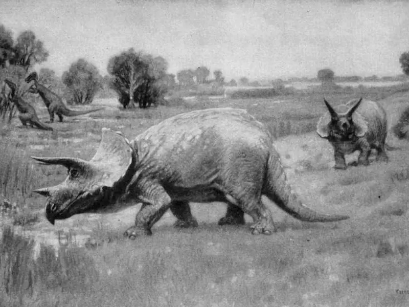 An early 1900s painting of a Triceratops walking through grass, with other Triceratops in the distance