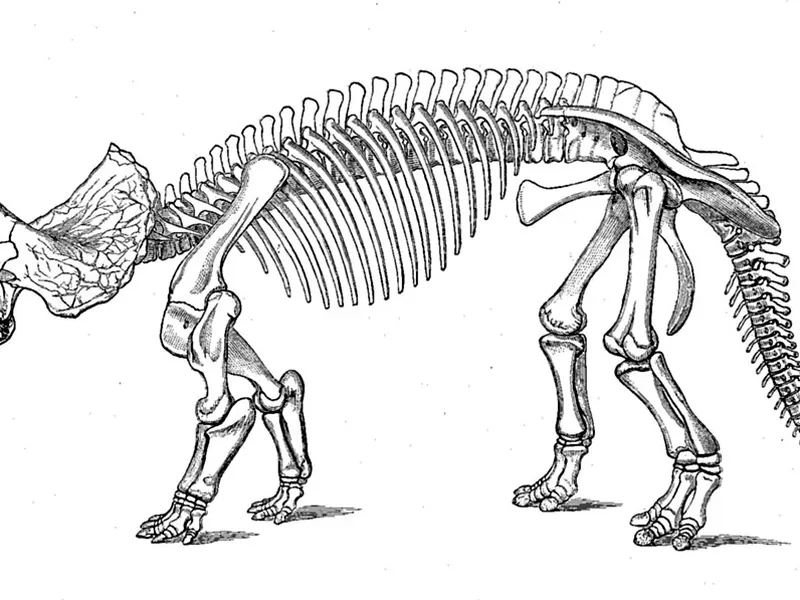 An old line drawing of a Triceratops skeleton walking on four legs