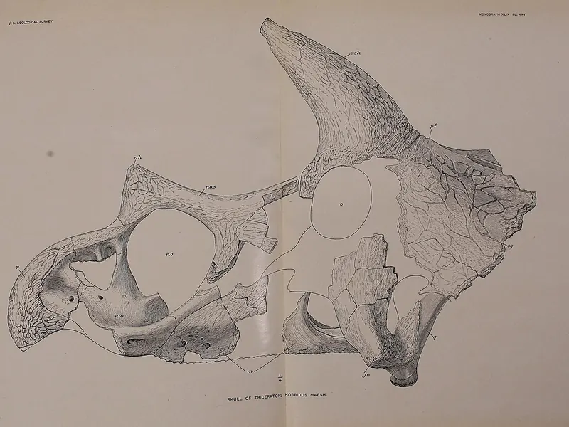 An old scientific drawing of a Triceratops skull from the side, with a large frill