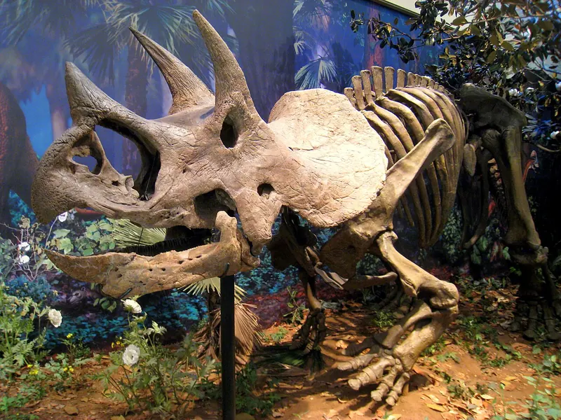 A mounted Triceratops skeleton with a large skull in a museum hall
