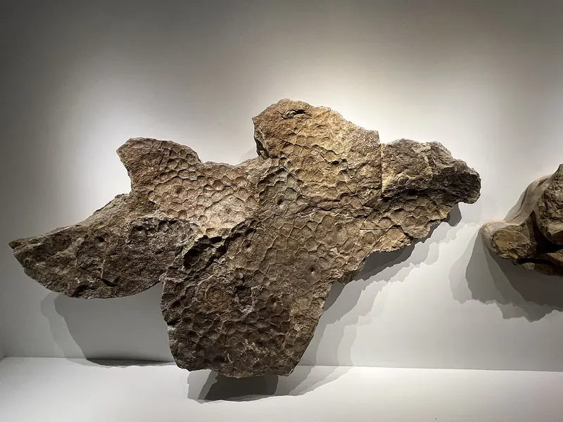 A slab of rock with the bumpy pattern of fossil skin impressions