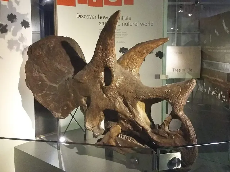 A huge Triceratops skull with two long brow horns, a short nose horn and a wide bony frill, in a museum gallery