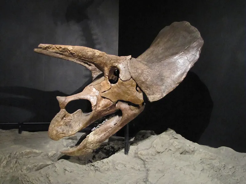A large Triceratops skull with long horns and a broad frill, on display